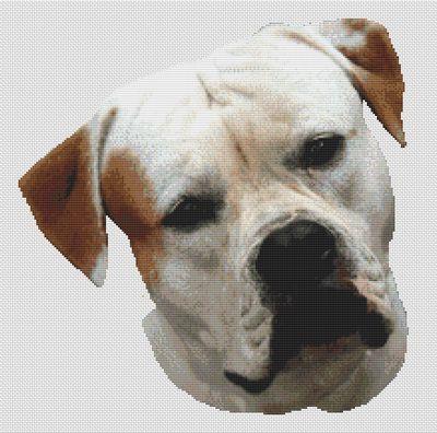 (image for) American Bulldog
